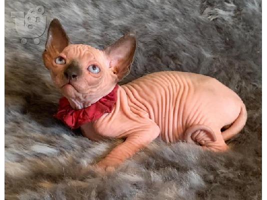 Διατίθενται γατάκια Sphynx