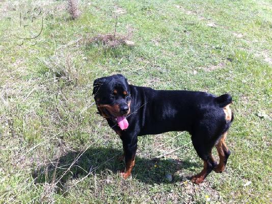 Ζητείται θηλυκό rottweiler για ζευγάρωμα