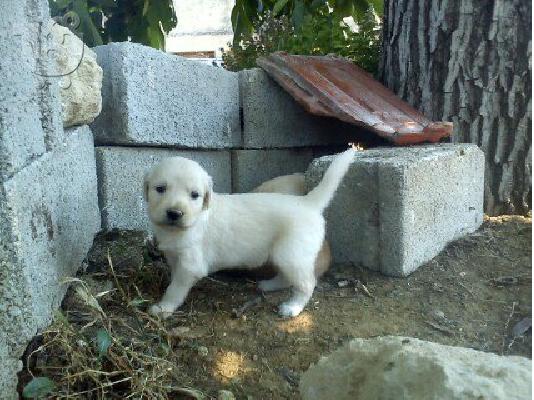 PoulaTo: Πωλούνται καθαρόαιμα κουτάβια Golden Retriever