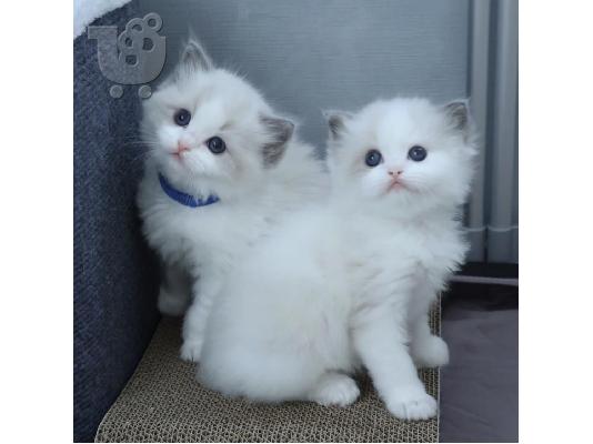 PoulaTo: Σκωτσέζικες Fold/Straight Kittens Προς Πώληση