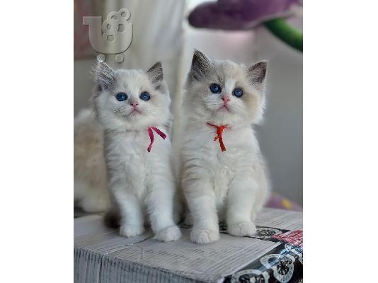 PoulaTo: Σκωτσέζικες Fold/Straight Kittens Προς Πώληση