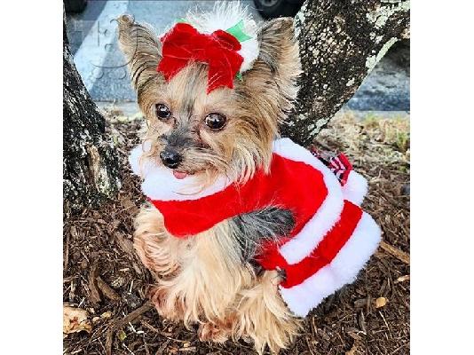 ***Home Raised and House Broken Yorkies Διατίθενται Δωρεάν***