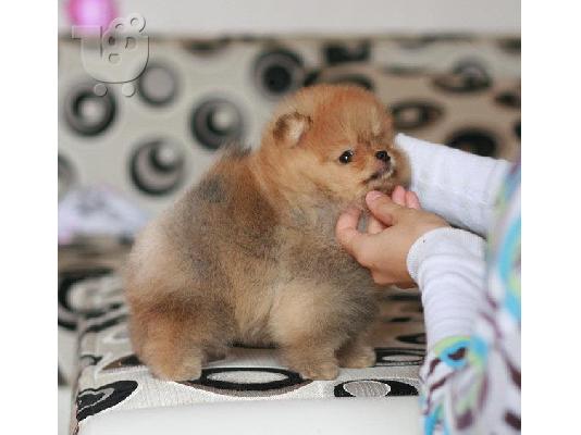 PoulaTo: pomeranian toy