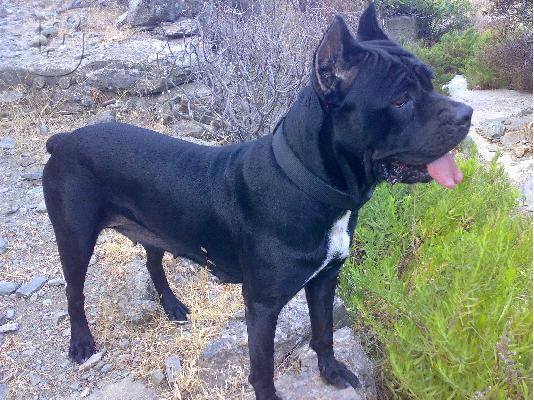 Γέννα Cane Corso. Πωλούνται κουτάβια