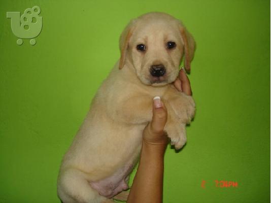 PoulaTo: ΠΩΛΟΥΝΤΑΙ LABRADOR RETRIEVER-ΚΑΘΑΡΟΑΙΜΑ ΚΟΥΤΑΒΙΑ