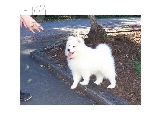 PoulaTo: SAMOYED PUPPIES FOR ADOPTION