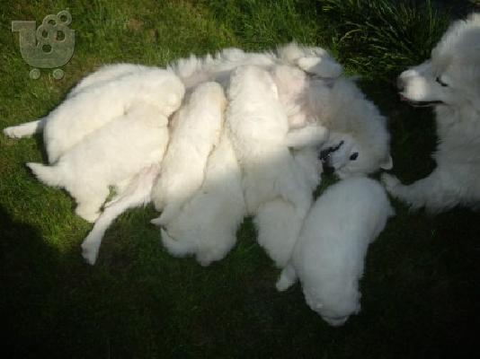 SAMOYED