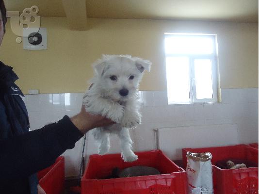 PoulaTo: west highland white terrie