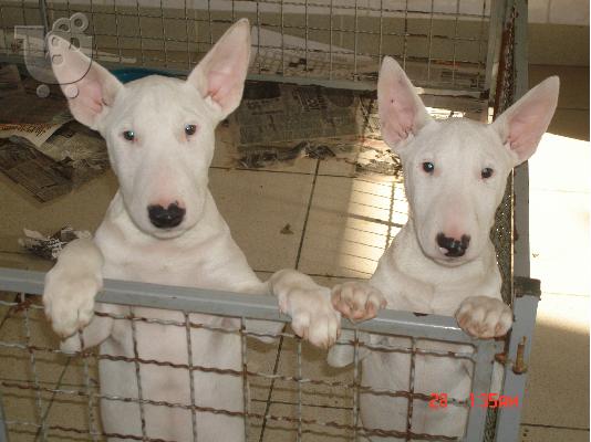 PoulaTo: bull terrier