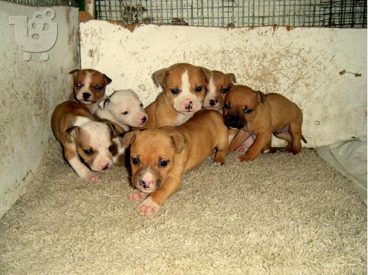 PoulaTo: American staffordshire terrier
