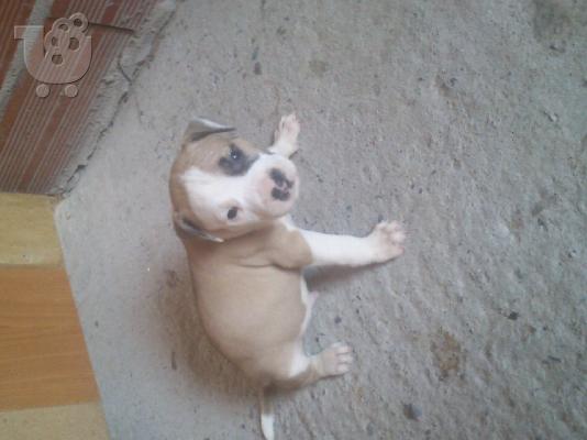 PoulaTo: Πωλουνται 2 αρσενικα καθαροαιμα Pitbull