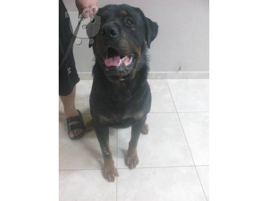 ΧΑΡΙΤΩΜΕΝΑ ΚΟΥΤΑΒΙΑ ROTTWEILER
