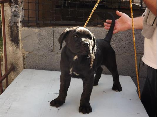 CANE CORSO =PEDIGREE