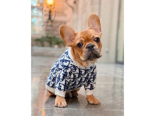 PoulaTo: French bulldog puppy for sale