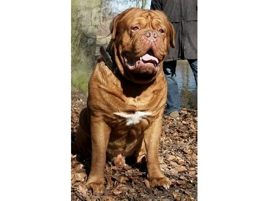 πωλειται θυλικο μαστιφ κουταβι- dogue de bordeaux