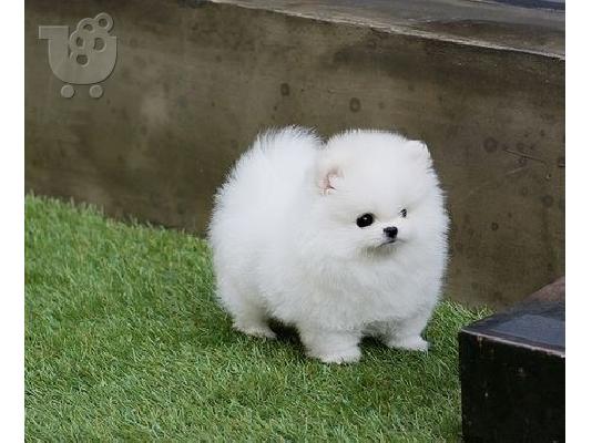 PoulaTo: Διαθέσιμα κουτάβια Pomeranian