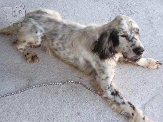 PoulaTo: setter