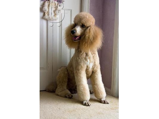 PoulaTo: Ο ιδρώτας όμορφο Standard Poodle κουτάβια προς πώληση. 