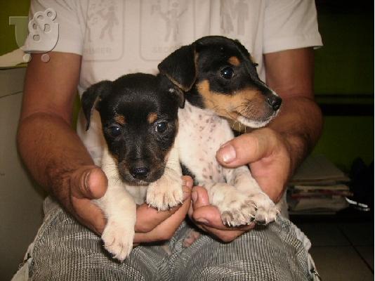 JACK  RUSSEL Τεριέ Τζακ Ράσελ