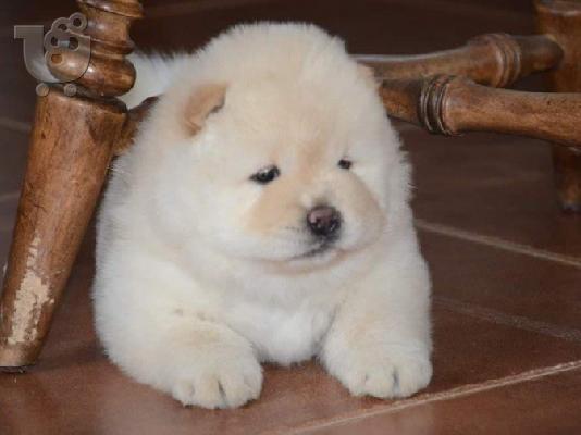 PoulaTo: Chow Chow babies availableWe έχουν 5