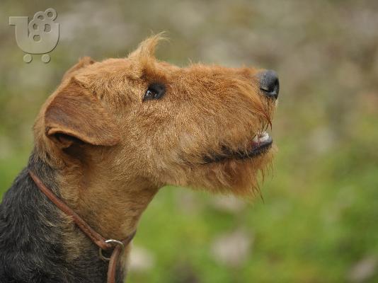 Airedale terrier puppies for sale
