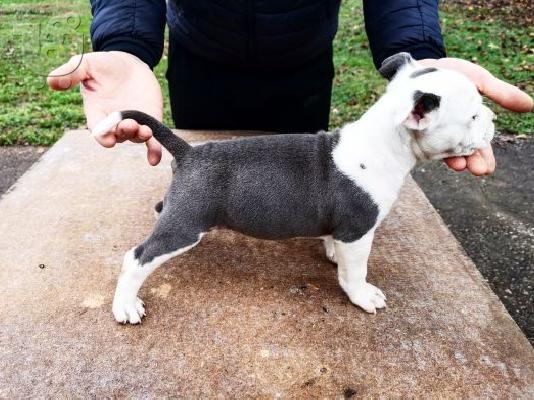 Μπλε κουτάβια American Staffordshire Terrier