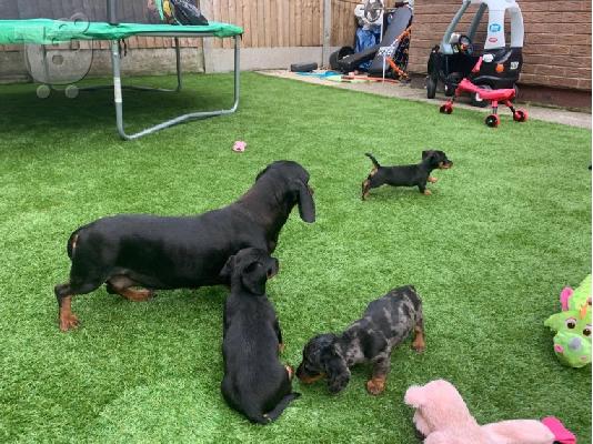 Χριστούγεννα Dachshund