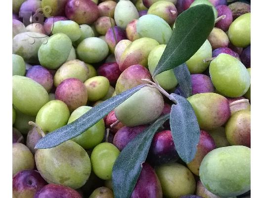 ΕΛΑΙΟΛΑΔΟ ΜΥΤΙΛΗΝΗΣ ΕΞΑΙΡΕΤΙΚΑ ΠΑΡΘΕΝΟ