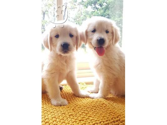 PoulaTo: chow chow