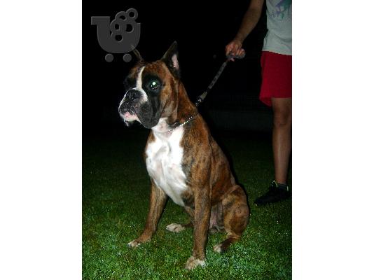 boxer