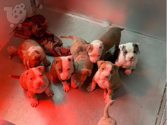 X μάζα αμερικανικό pit bull terrier