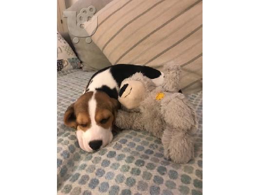 BEAGLE Κουτάβια διαθέσιμα