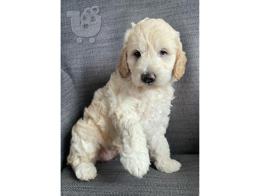 PoulaTo: Όμορφα κουτάβια Goldendoodle Γονείς που έχουν δοκιμαστεί για την υγεία