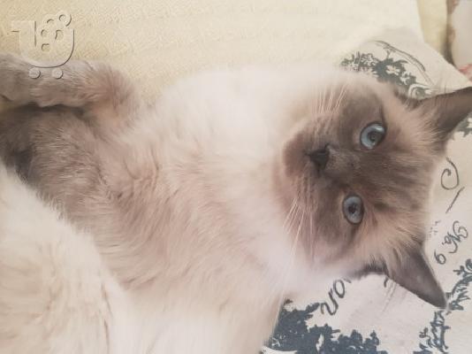Όμορφα καθαρόαιμα γατάκια Ragdoll προς πώληση