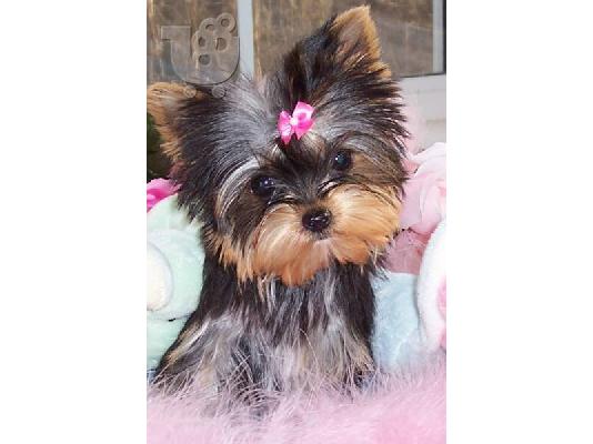PoulaTo: Yorkshire-terrier toy / mini, Στερεά Ελλάδα(€ 120.00 )