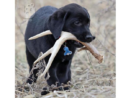 Buckshot the Labrador Retriever