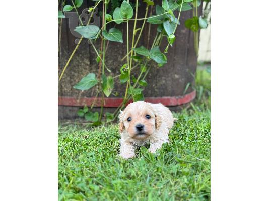 Maltipoo κουτάβια προς πώληση