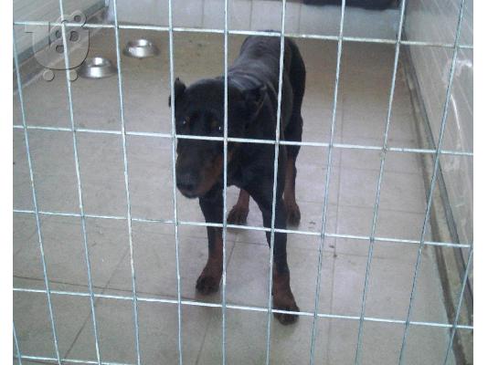 PoulaTo: DOBERMAN ΧΑΡΙΖΕΤΑΙ