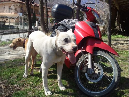 PoulaTo: PITBULL