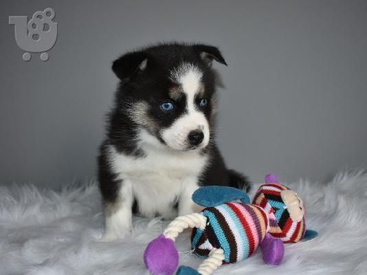 Εκπληκτική pomsky κουτάβια avalible