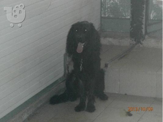 Gordon setter Χαριζεται