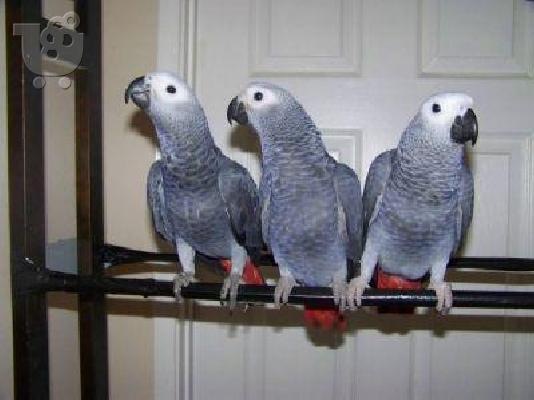 PoulaTo: Healthy African Grey Parrots