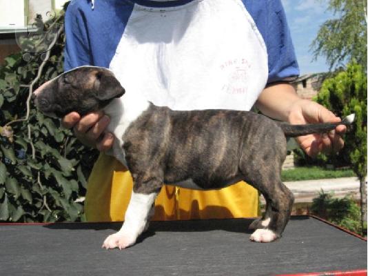 BULL TERRIER