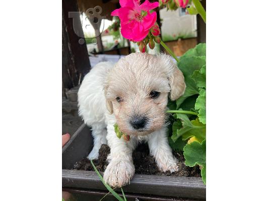 Maltipoo κουτάβια προς πώληση