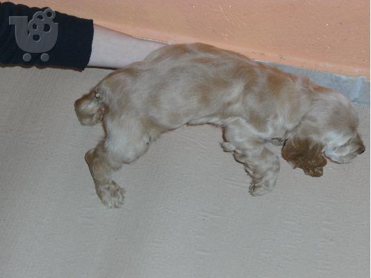 KOKER