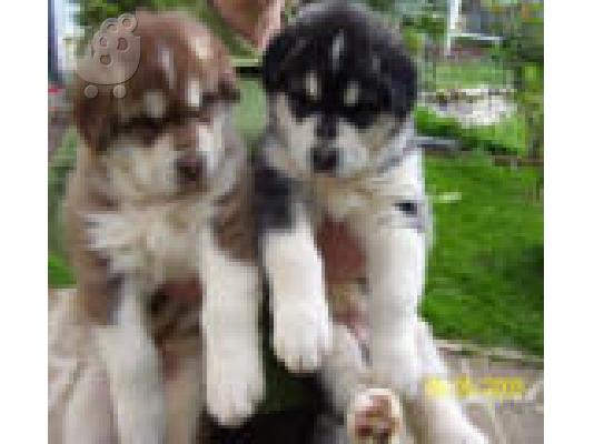 ALASKAS MALAMUTE Μαλαμούτ Αλάσκας