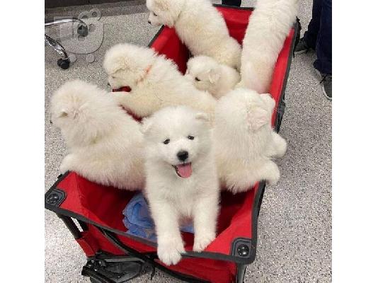 PoulaTo: Πωλείται KC Registered Samoyed