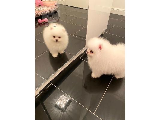 PoulaTo: Boo Mini Pomeranian
