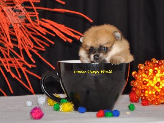 Pomeranian Toy