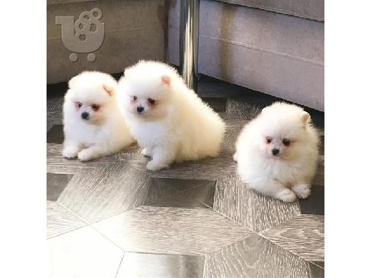 PoulaTo: Καταπληκτικά κουτάβια από Pomeranian!
